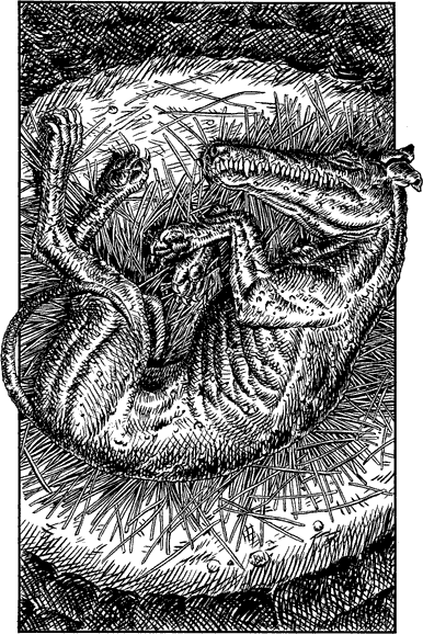 [illustration]