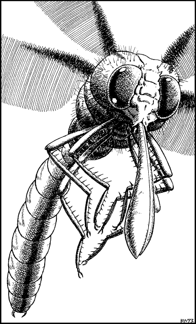 [illustration]