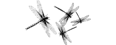 [illustration]
