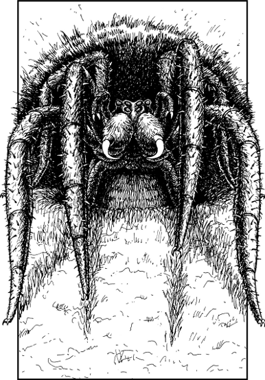 [illustration]