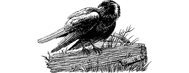 [illustration]