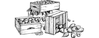 [illustration]