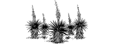 [illustration]